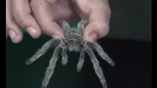 Arachnid Revolution - Rose Hair Tarantula Handling/Pickup
