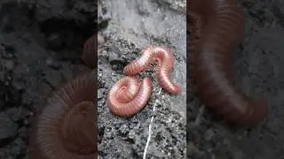 observing a pair of millipedes - short video #animals #pets #millipede