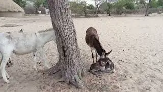 Let's look at the love meeting of two donkeys. #donkey #donkeykong #animals #wildlife  #sabscribe