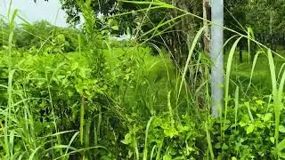 đất ng&ocirc;p gần ch&ugrave;a t&ograve;a th&aacute;nh một mẫu TC 400m