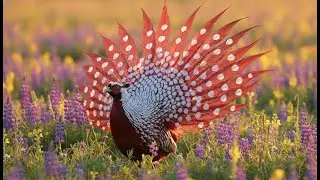 Most Beautiful Birds in the World 4K HDR - Rare Exotic Wildlife Film for Relaxation