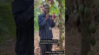 HOW TO PERFORM ARTIFICIAL HAND POLLINATION ON COCOA TREES.