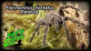 Re-housing Pterinochilus chordatus, Kilimanjaro Mustard Baboon Tarantula
