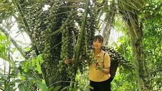 Harvest forest fruits and bring them to the market to sell | Tương Thị Mai