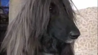 Champion Afghan hound headed for Westminster dog show