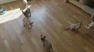 12 week old Sphynx kittens playing in nursery