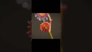Tiny pleasing carnivorous sundew grabbing its food #carnivorousplants #sundew #timelapse