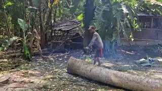 MODERN HAND SAW MAGIC: PRECISELY CUTTING MAHOGANY TREES LIKE A PRO!  -Agriculture Farming