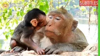 Charming ......Beloved Baby Monkey Titan show his love to his mom| Baby Monkey | New Born Monkey