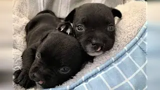 Rescue 2 Super Cute Tiny Pup Who're Born With Cleft Lips