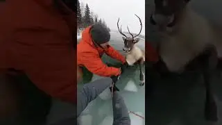 🦌 Caribou Fell Through Thin Ice &mdash; Last Second Rescue Caught on GoPro ❄️😱 #respect