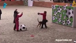 Category 2 - Christian Fliehser + Ottlinger's K'Uno / BSD&nbsp;(Malinois) - Austria