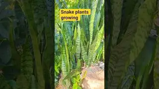 Easy Snake Plant Propagation at Home 🌿 #Shorts