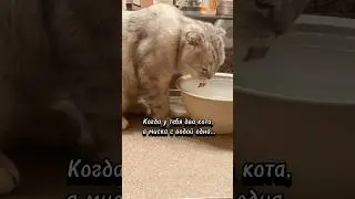 Дедовщина😅 #cat #веселыекоты #котики #прикольныекоты #юмор #видосыоткота #котик #кот