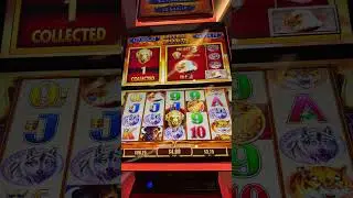 Casino Live: [WE DO NOT GUARANTEED RETURNS! Entertainment only.  We back live slots