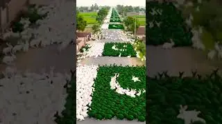 1,000,000 Rabbits Create Pakistani Flag #ternding #pakistan #pakistanflag #independenceday