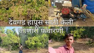 देवगड हापूस आंबा साठी केली जाणारी फवारणी 🥭🌳🌍#explore#viral#youtube#devgad #kokan#explored evgadhapus