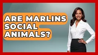 Are Marlins Social Animals? - The Marine Life Explorer