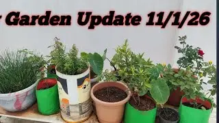 Today in My Garden 🌸 Latest Update