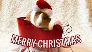 Guinea Pigs Open Their Christmas Gifts | Pigmas 2020