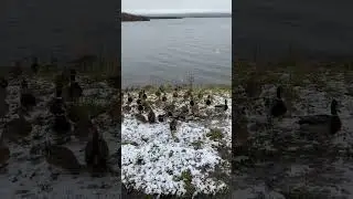 Кормим уток на севере )))!