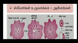 Thalamus coaching,Asexual reproduction- Budding,strobilization,spore and Gemmule formation,Apolysis