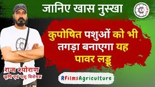 Powerful Laddu Recipe to Make Weak Animals Strong & Healthy