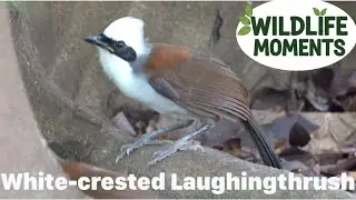 Early Morning Calls of the WHITE-CRESTED LAUGHINGTHRUSH