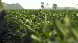 Follow A Field - Nathan Friesen - Crop Canopy
