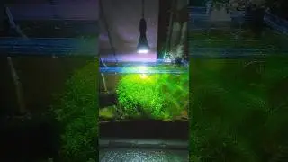 Trimming Pearl Weed #shorts #fish #aquarium #plants