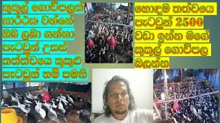 උසස් තත්ත්වය සියලු වර්ග වල පැටවුන් G s farm house පොලොන්නරුව 