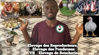 R&eacute;ussir Sa Poussini&egrave;re En fonction de l'objectif d'&eacute;levage / Boucherie, Reproduction ou &oelig;uf de Table