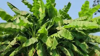 Musa Basjoo Cold Hardy Bananas 14 Feet Tall at the end of July