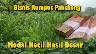 Bisnis Rumput Pakchong, Hasil Melimpah Bisa Untuk Buka Peternakan Kambing Domba