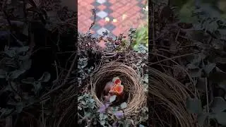 #motivational #cinema #birds
