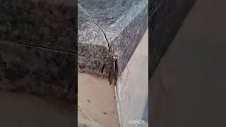 bagworm #moth #caterpillar #भेषमास्टर #शूललपेटा #घोंसलालेकरचलनेवाला #अनोखाजीव #हिंदी #विडिओ #youtube