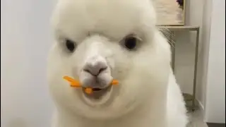 Animals Mukbang ASMR Alpaca Eating