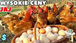 Rekordowe CENY jaj 📈 - jakie są? | Od czego to zależy?
