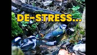 🐦🎦Blackbird-Bluetit-Greatit-Longtailedtit-Goldcrest-Coaltit-Wren latest update from @GardenBirdCamUK
