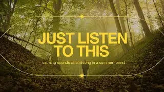 Relax and sleep with the calming sounds of birdsong in a summer forest