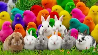 Ayam Rainbow dan Hewan Lucu Warna-Warni di Peternakan