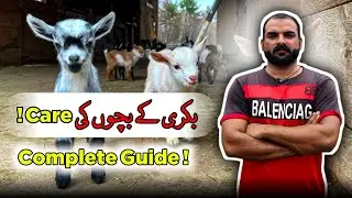 Bakri Ke Bachon Ki Care Guide | Goat Kids Complete Care Tips | Goat Care Official