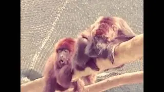 Alouatta guariba!