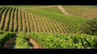 History Food Channel TV presents 'FOOD in ART': GREEK WINE