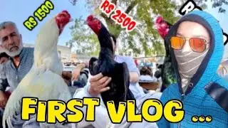 lalukhet birds market| 1 February update| #birds #viral #fyp #birdsvlogwithyasirkhan