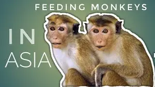 Feeding Incredible Smart Monkeys in Asia || Interesting Facts about Monkeys