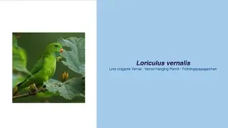 Video Encyclopedia of Parrot Species - #161 Loriculus vernalis