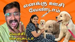 First Injection For Rani - My Wife Cried🥲 Golden Retriever Puppy | Tuberbasss Dog - Tamil Vlogs