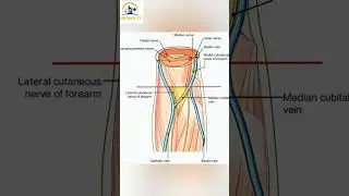 How to find veins & obtain blood #pathology #medical #doctor #bloodtest #tft  #subscribe  #shorts