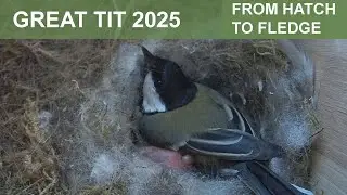 Great tit nest 2025 - clips and moments